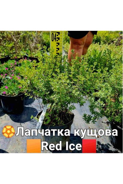 Перстач чагарниковий Ред Айс - 3л/вис.20-30см/Ø20-30см